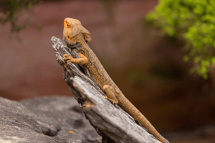 Bearded Dragon Tank